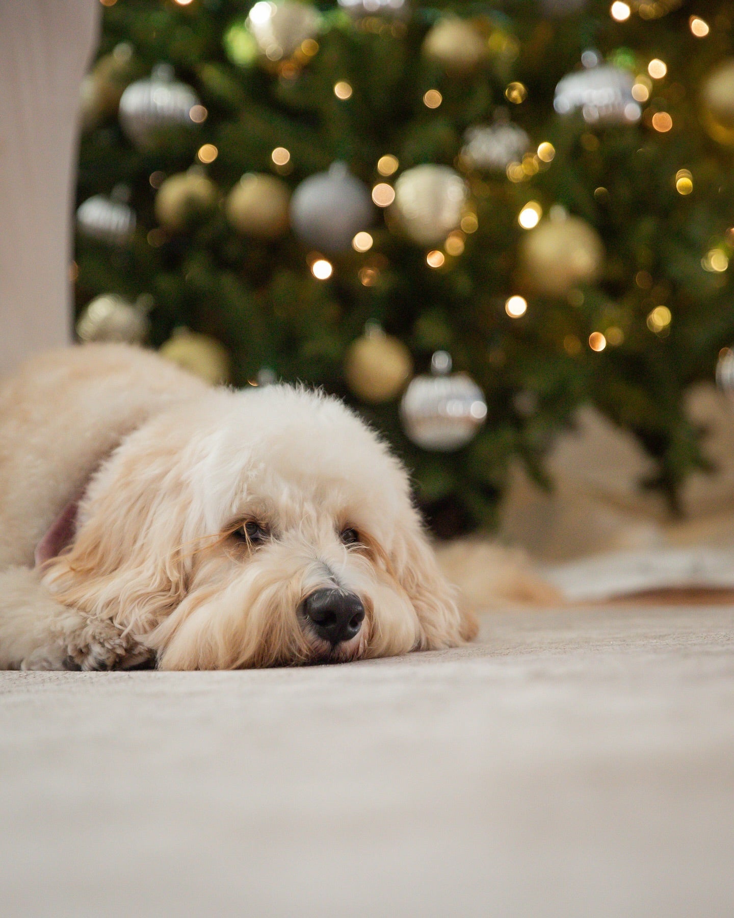 7 Reasons to be Grateful for Washable Rugs