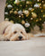 7 Reasons to be Grateful for Washable Rugs